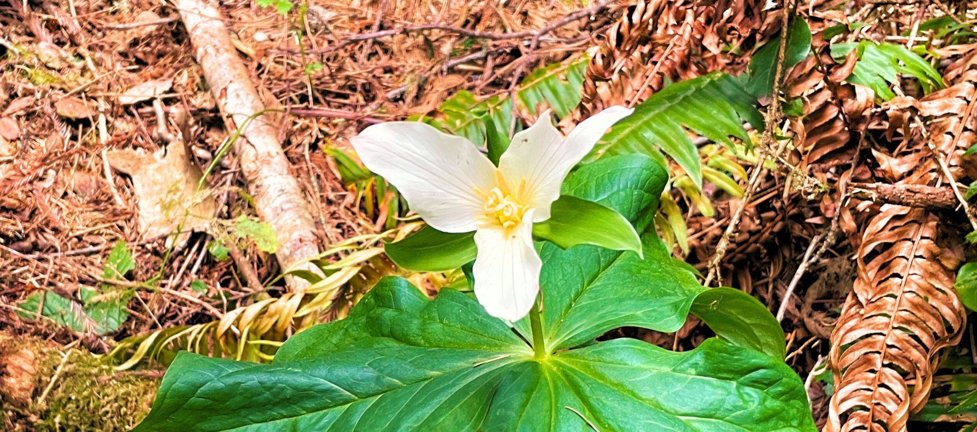 photo of Pacific trillium
