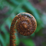 Fern fiddlehead