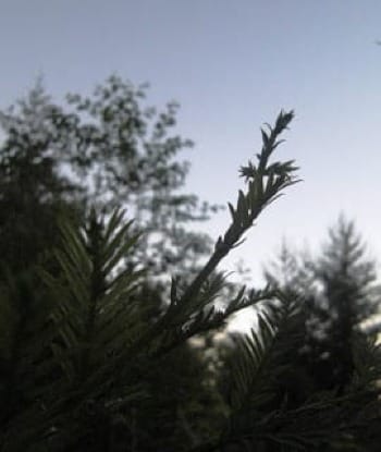 Photo close-up of new Douglas Fir limb against early evening sky
