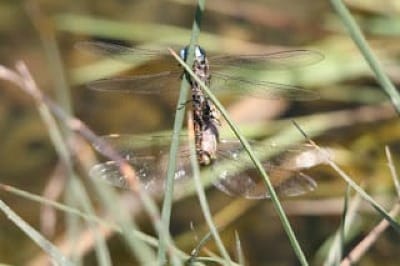 Two dragonflies linked tail-to-tail on a rush