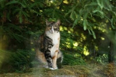 Photo of calico cat sitting on a mossy redwood log with redwoods behind her