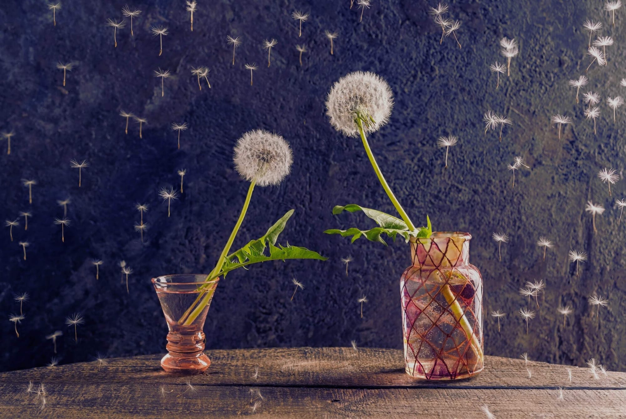 Dandelions reaching toward the light