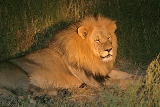 Photo of male lion in Kalahari dozing in dried grasses