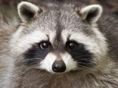 Photo of raccoon face