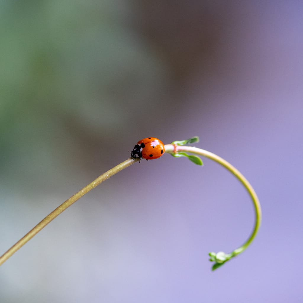 Ladybug on a vine
