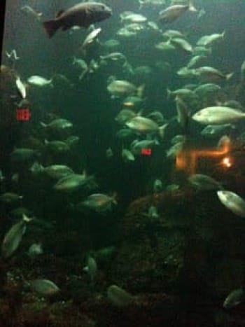 Photo of fish in green water at New York Aquarium
