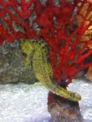 Photo of yellow seahorse with its tail curled around bright red coral at New York Aquarium