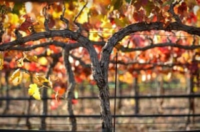 Photo of wine grape vines with colorful autumn grape leaves