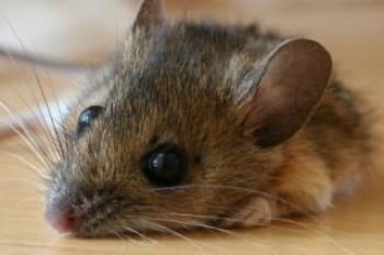 Photo of mouse relaxed, lying on floor with black-bead eyes and long whiskers.