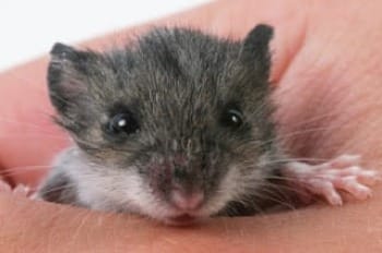 Baby mouse in a hand, little face looking out over a thumb.