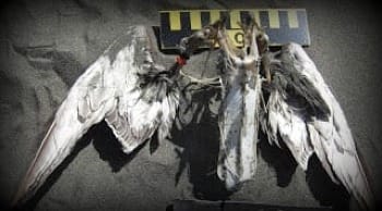 Picture of beached Common murre wings and breastbone.
