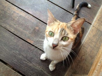 Photo of young white and orange, young, stray cat, looking up at viewer with green eyes.