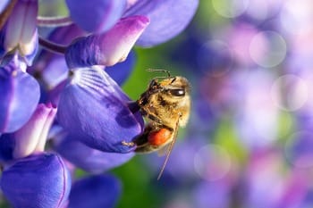 Photo close up of bee on purple lupine blossom with blurred background