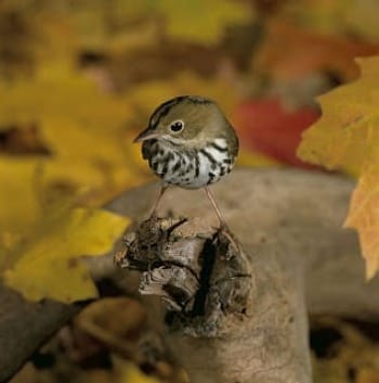 Photo of ovenbird on forest floor with fall maple leaves