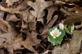 Photo of first, two emerging Blood Root blossoms out of brown, wintered-over oak leaves on ground