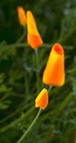 Photo of 4 California poppy buds, bright orange against green flora