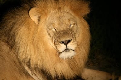 Photo of male lion face, eyes closed, dozing at night