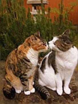 Photo of calico cat and white-and-tiger-patch cate nose to nose.