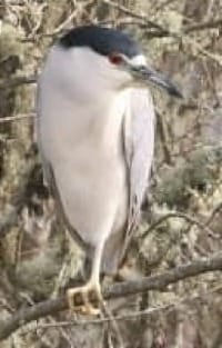 Photo of roosting Black-crowned night heron