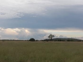 Photo of open grassland with clouds and distant tree