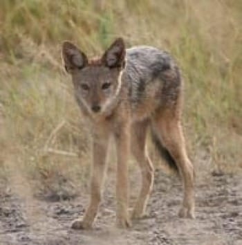 Photo of Black-backed jackal in grassland