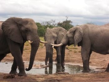 Photo of 3 male elephants at bore hole