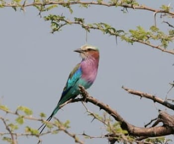 Photo of Lilac-breasted roller perching on acacia branch