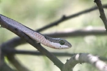 Photo of Boomslang snake face on branch