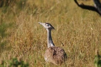 Photo of Kori bustard standing in grassland