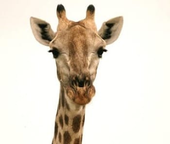 Photo of face of South African giraffe with white background