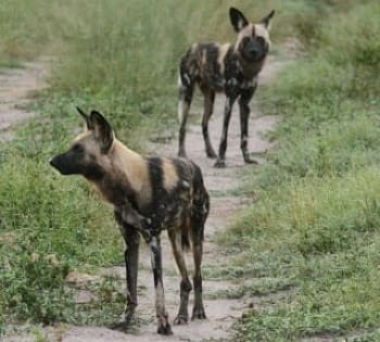 Photo of two African wild dogs in a dirt path