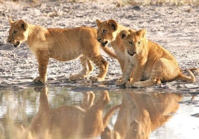 Photo of three lion cubs at a watering hold close together