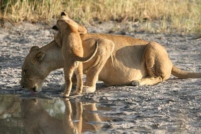 Photo of lion cub trying to play with its mother while she drinks from a watering hole