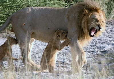 Photo of two curious cubs interacting with their father who roars
