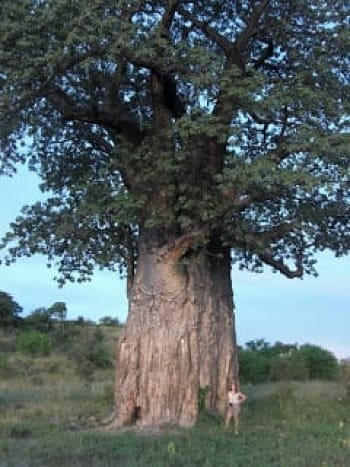 Photo of huge, 1,200 year old Baobab tree with author looking tiny at its trunk