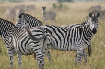 Photo of 3 zebras in foreground with many zebras on migration in background