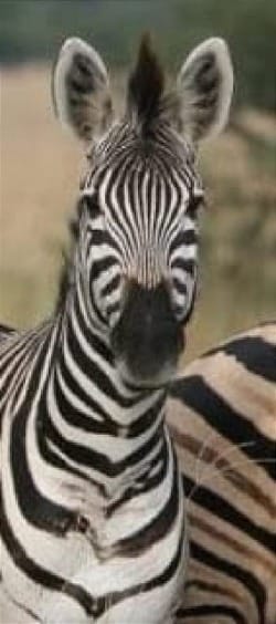 Photo of Burchell's Zebra face looking at viewer