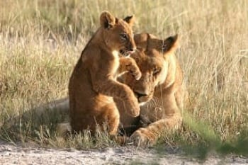 Photo of lion cub and mother content in grassland