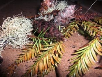 Photo of rusty colored redwood 'feathers', dried flowers & lichen illuminated on red earth