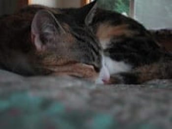 Photo of calico cat curled in sleep