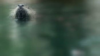 Photo of otter face peeking out of the water, blurred by mist.