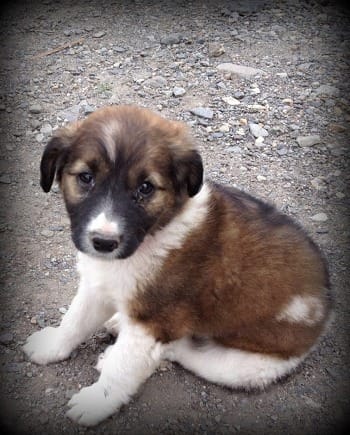 Photo of family puppy on sitting on bare ground, looking up at viewer.