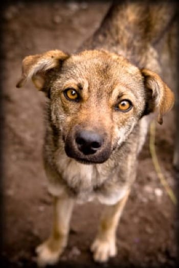 Photo of a stray, medium-sized, brown dog with floppy ears and soulful eyes.