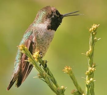 Photo of young Allen's hummingbird perching on a stalk against a muted green background