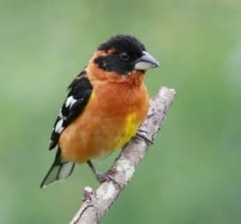 Photo of Black-headed grosbeak bird on branch