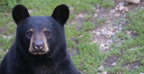 Photo of black bear face looking at the reader with trail behind