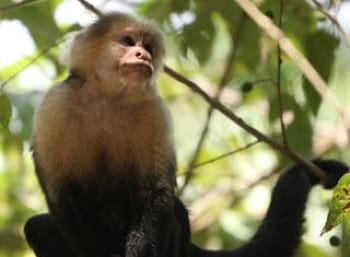 Photo of White-faced (Capuchin) monkey in forest canopy.