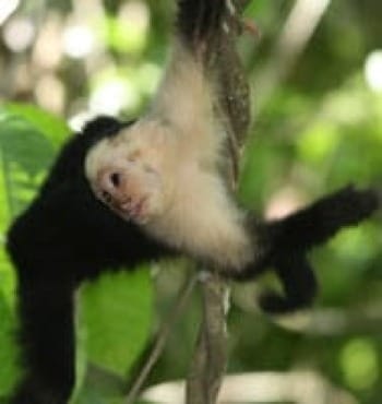 Photo of White-faced (Capuchin) monkey in forest canopy.