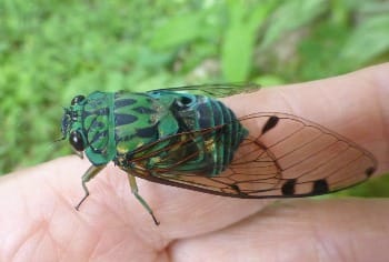 Photo of green mottled tropical cicada on finger.