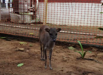 Photo of Duiker, a small, speckled antelope